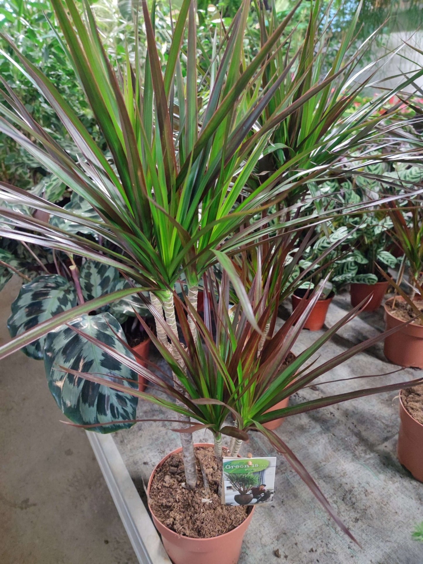 Dracaena marginata - ValmaflorValmaflorValmaflorDracaena marginata - Valmaflor