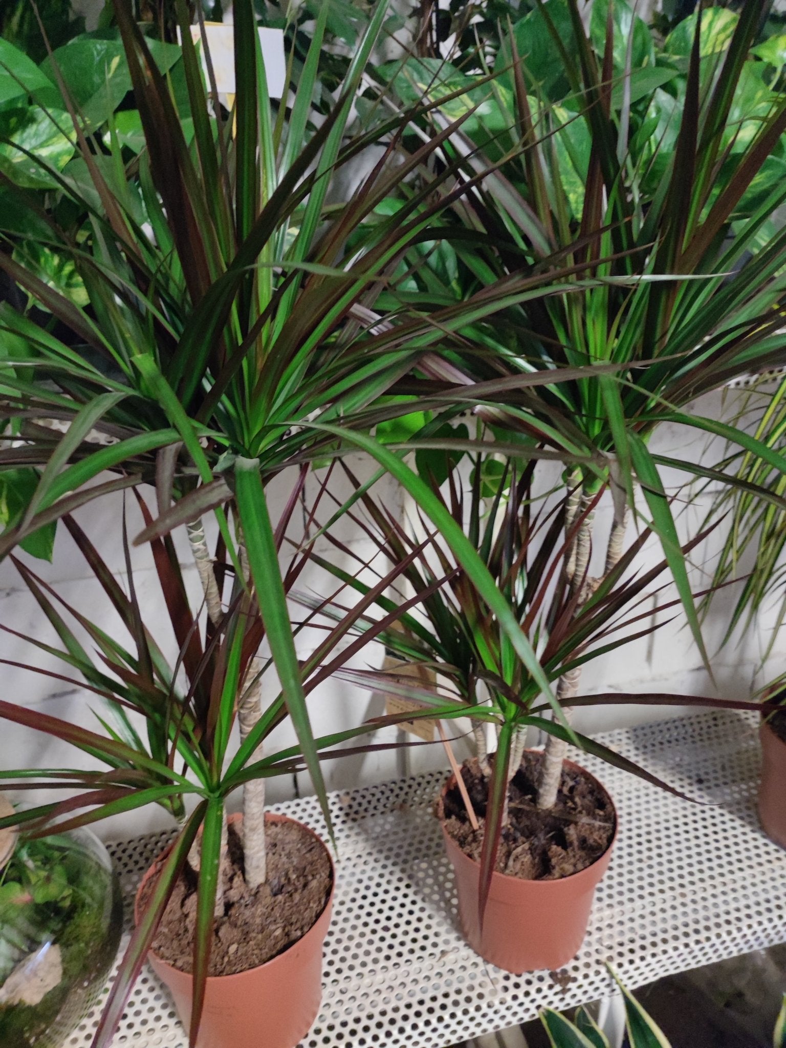 Dracaena marginata - ValmaflorValmaflorValmaflorDracaena marginata - Valmaflor