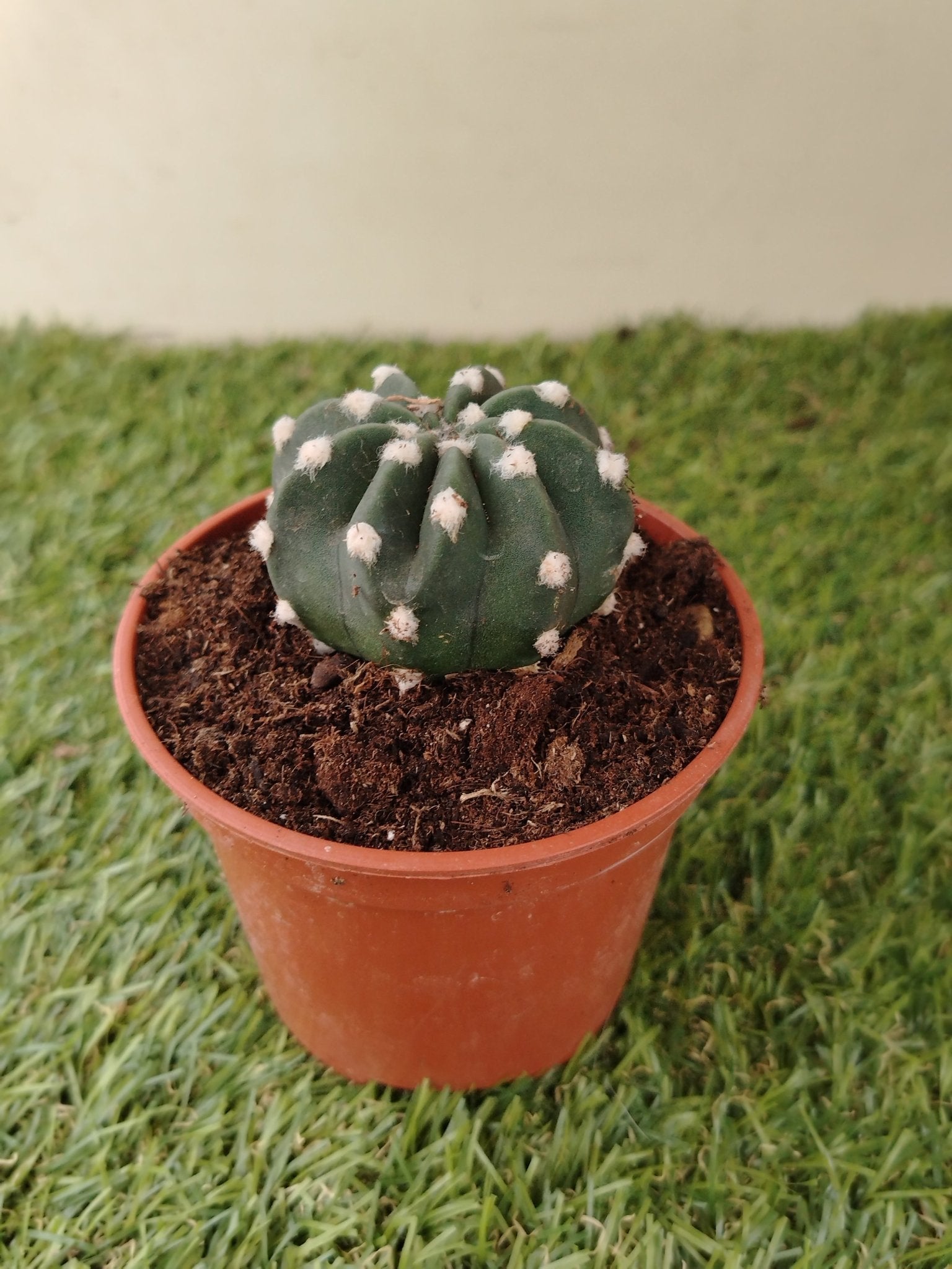 Echinopsis subdenudata - ValmaflorValmaflorValmaflorEchinopsis subdenudata - ValmaflorValmaflorValmaflorEchinopsis subdenudata10 cm10 cm