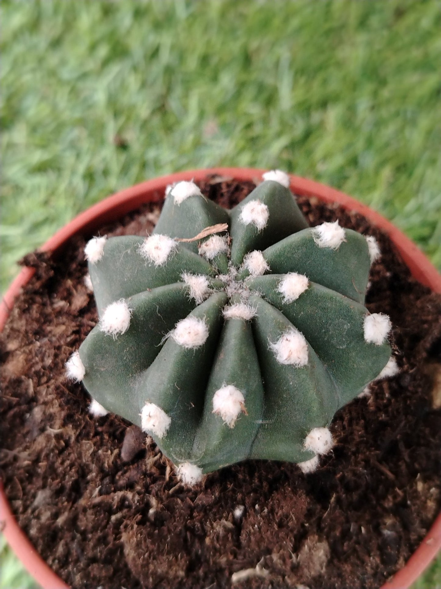 Echinopsis subdenudata - ValmaflorValmaflorValmaflorEchinopsis subdenudata - ValmaflorValmaflorValmaflorEchinopsis subdenudata10 cm10 cm