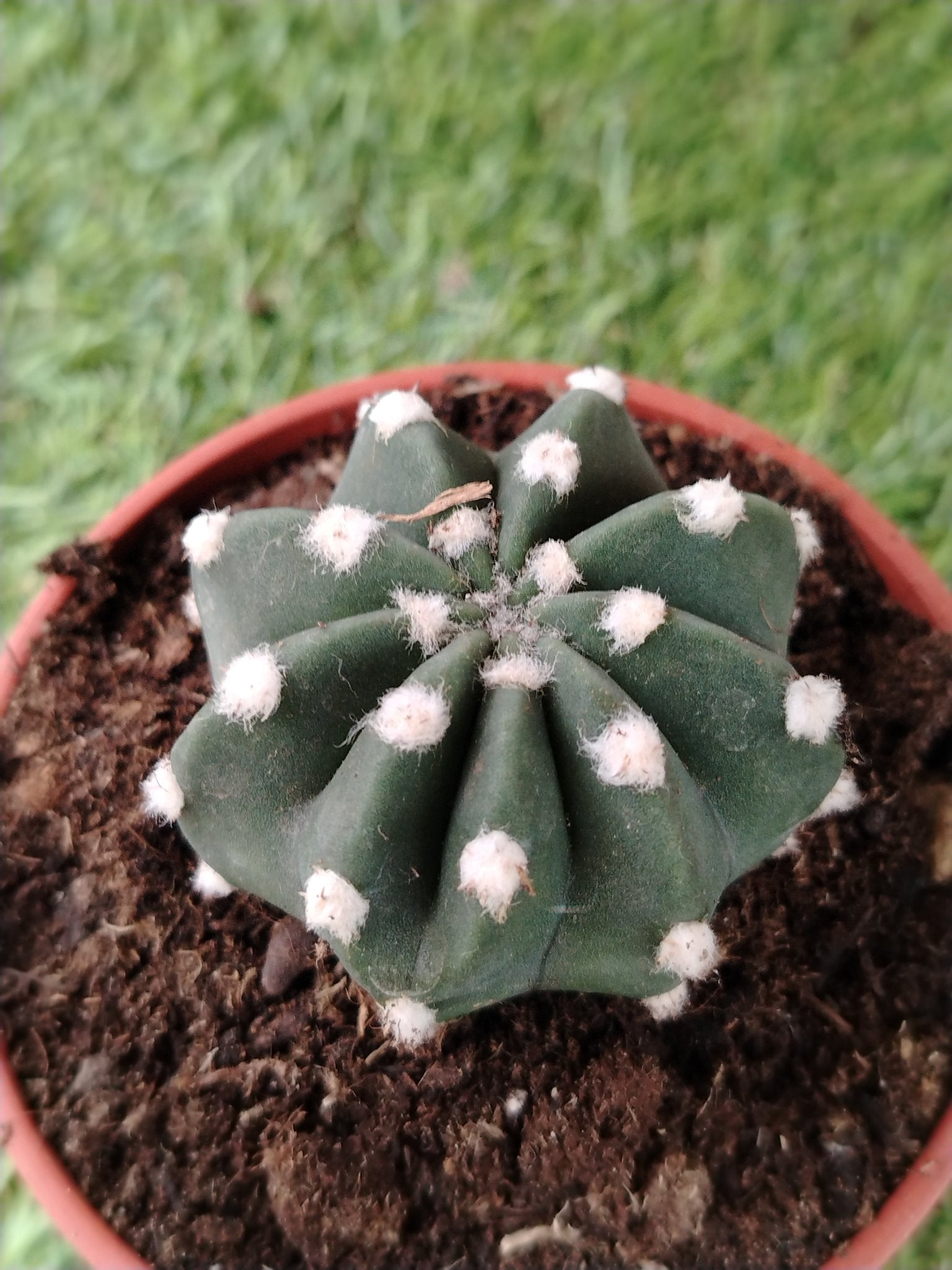 Echinopsis subdenudata - ValmaflorValmaflorValmaflorEchinopsis subdenudata - ValmaflorValmaflorValmaflorEchinopsis subdenudata10 cm10 cm