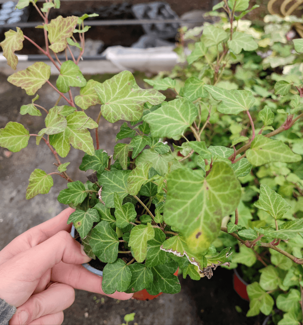 Edera - ValmaflorValmaflorValmaflorEdera - Valmaflor9 cm