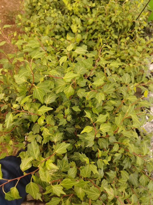 Edera - ValmaflorValmaflorValmaflorEdera14 cm