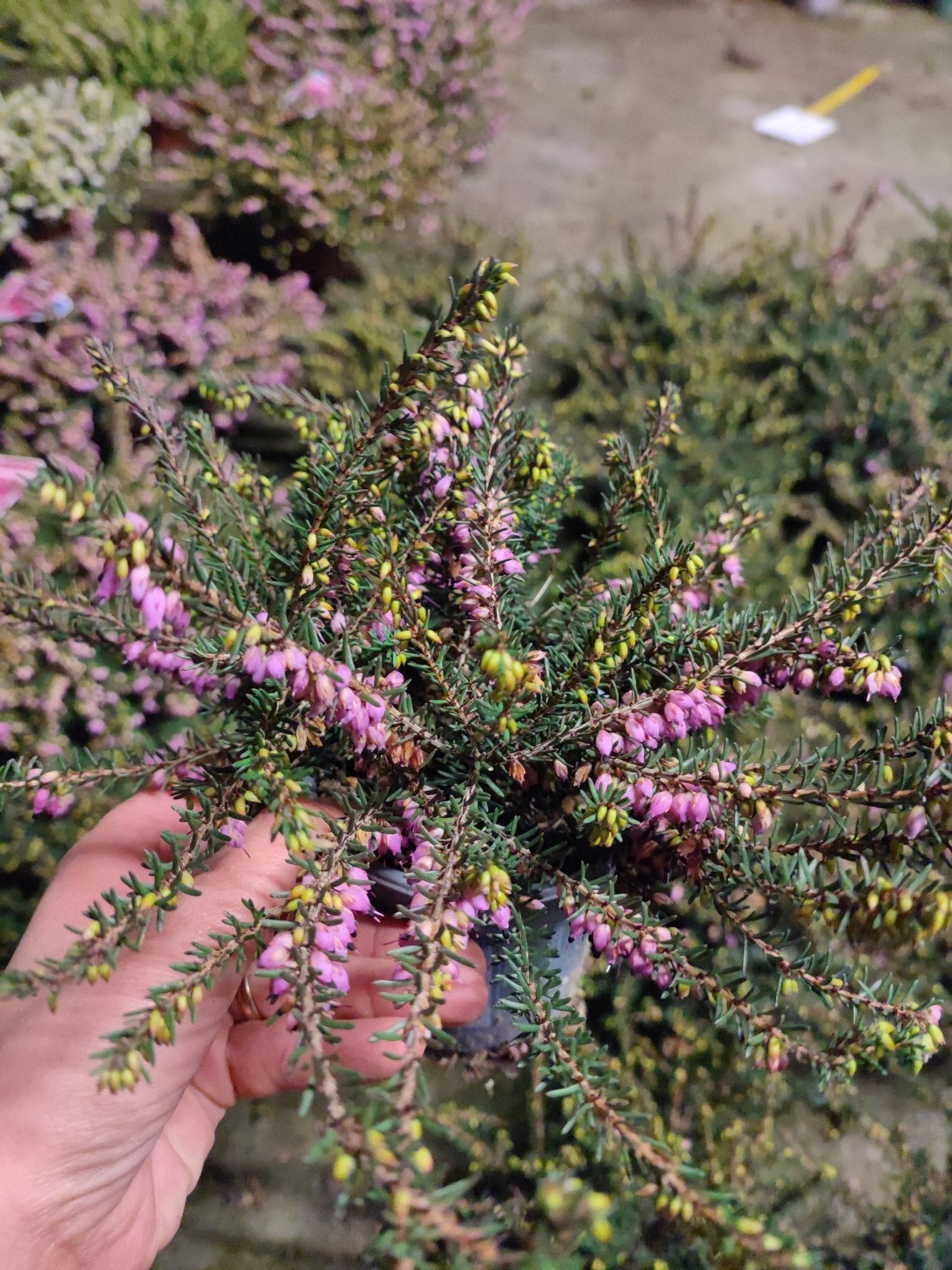 Erica darlyensis - Valmaflor#ValmaflorValmaflorErica darlyensis - ValmaflorFucsia vaso 9