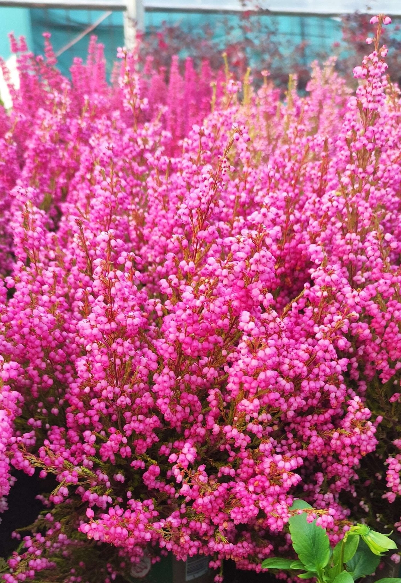 Erica gracilis - ValmaflorValmaflorValmaflorErica gracilis - ValmaflorRosso sfiorita