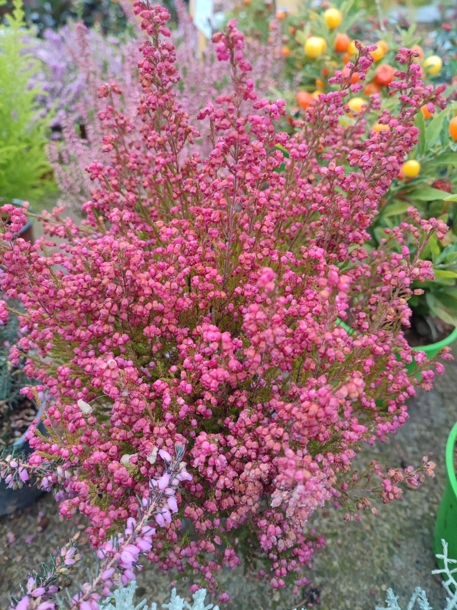 Erica gracilis - ValmaflorValmaflorValmaflorErica gracilis - ValmaflorRosso sfiorita