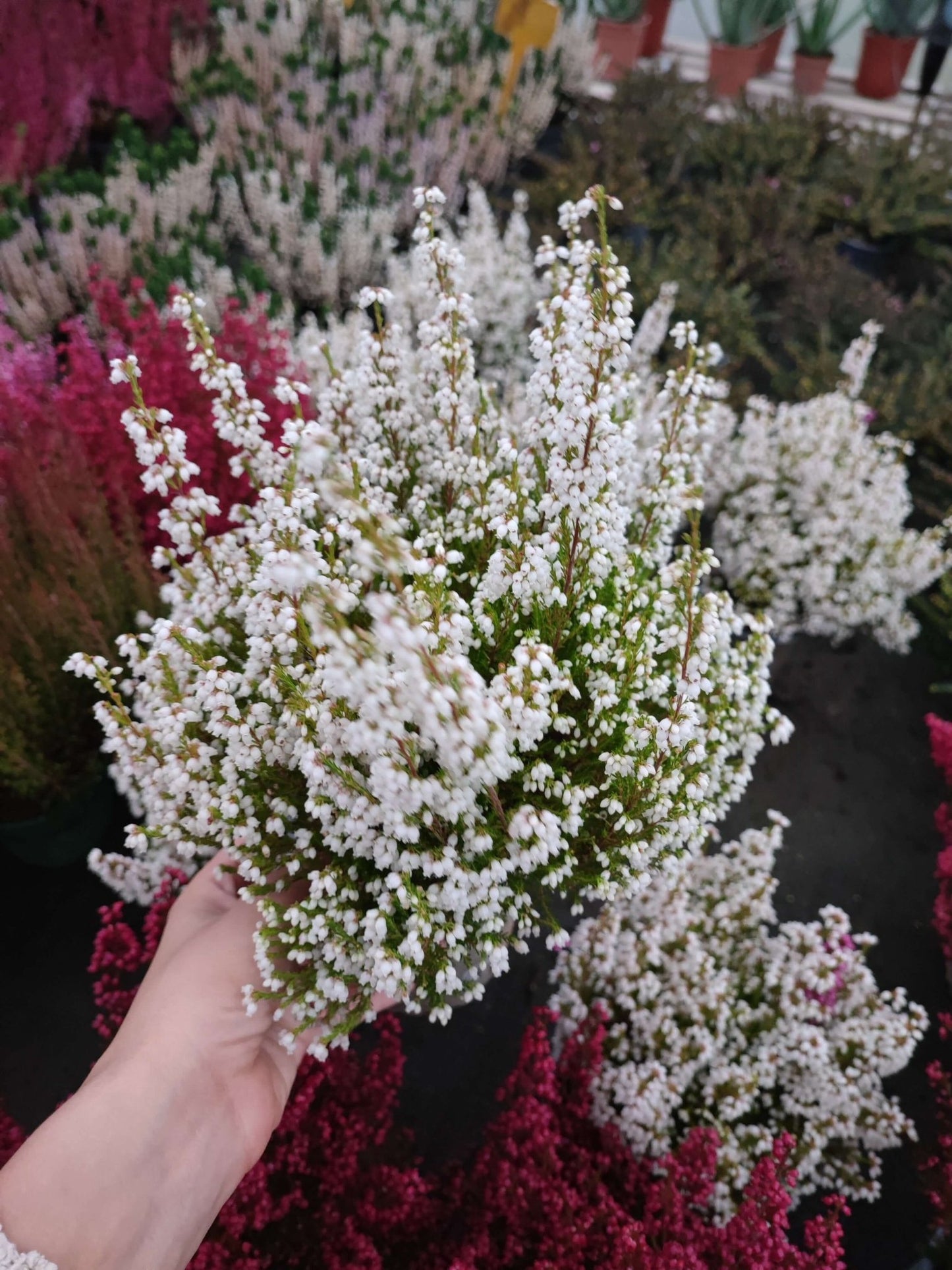 Erica gracilis - ValmaflorValmaflorValmaflorErica gracilis - ValmaflorBianco