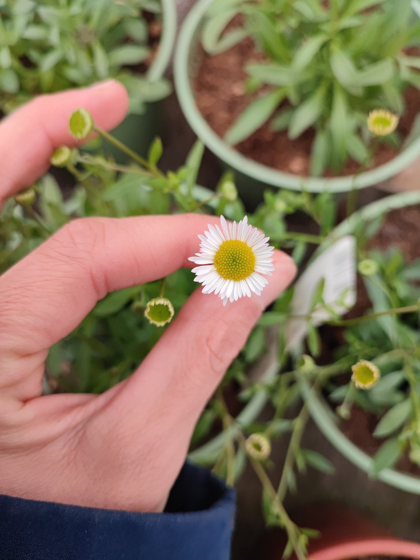 Erigeron Karvinskianus - ValmaflorValmaflorValmaflorErigeron Karvinskianus - ValmaflorValmaflorValmaflorErigeron Karvinskianus