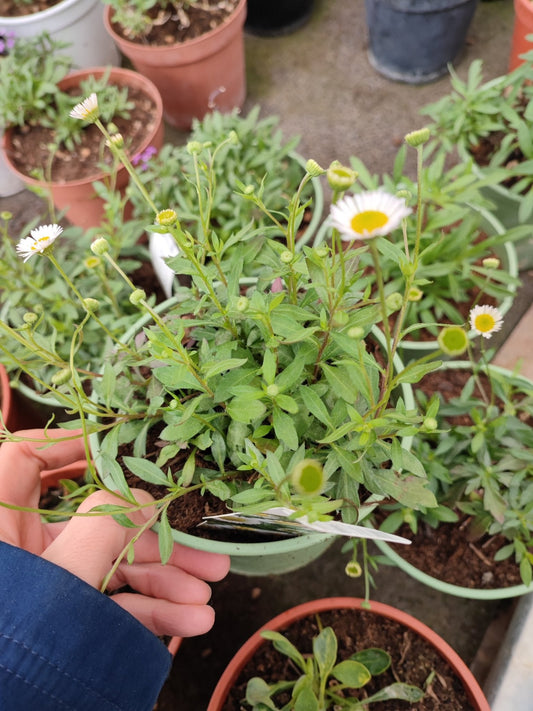 Erigeron Karvinskianus - ValmaflorValmaflorValmaflorErigeron Karvinskianus - ValmaflorValmaflorValmaflorErigeron Karvinskianus
