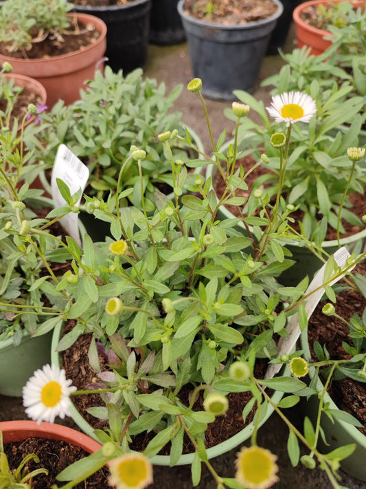 Erigeron Karvinskianus - ValmaflorValmaflorValmaflorErigeron Karvinskianus - ValmaflorValmaflorValmaflorErigeron Karvinskianus