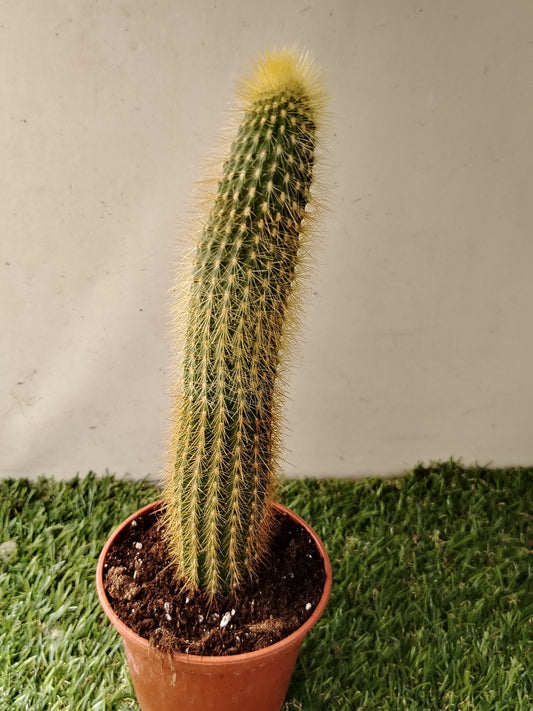 Espostoa guentheri - ValmaflorValmaflorValmaflorEspostoa guentheri - ValmaflorValmaflorValmaflorEspostoa guentheri10 cm30 cm10 cm30 cm