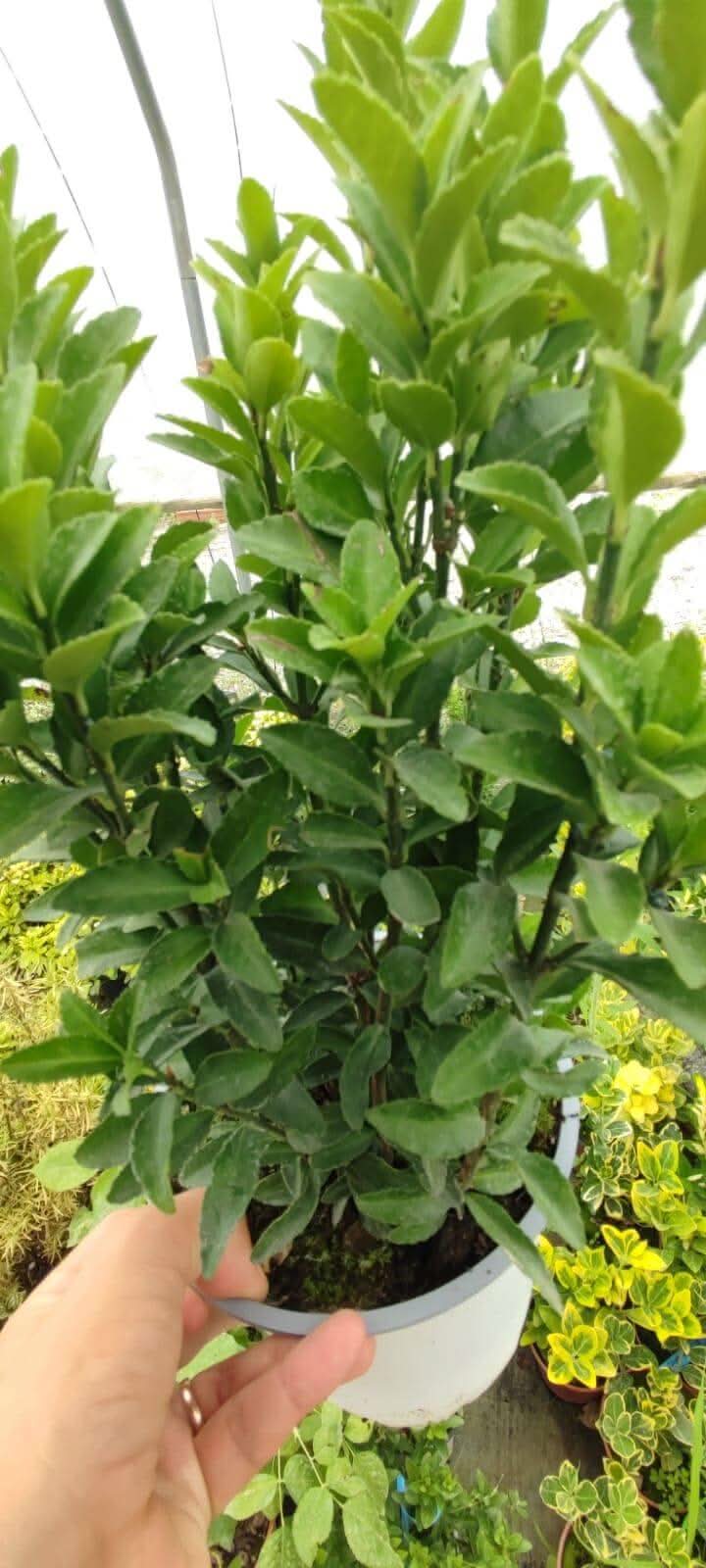 Euonymus - ValmaflorValmaflorValmaflorEuonymus - Valmaflor14 cm