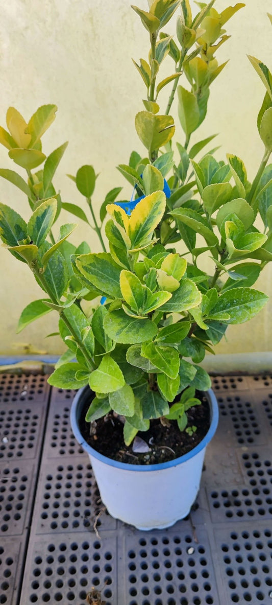 Euonymus - ValmaflorValmaflorValmaflorEuonymus - Valmaflor14 cm