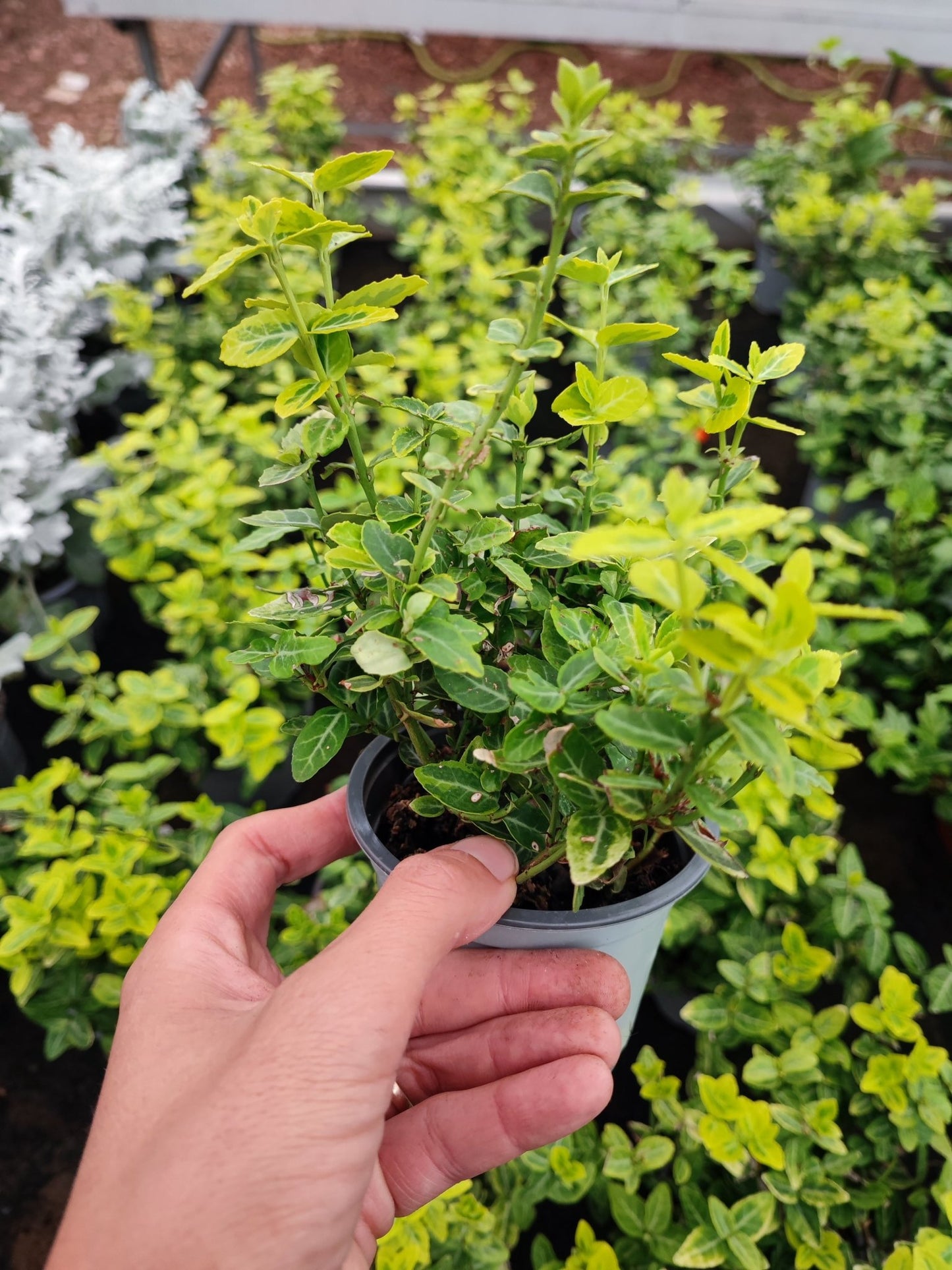 Euonymus fortunei Emerald gold - ValmaflorValmaflorValmaflorEuonymus fortunei Emerald gold