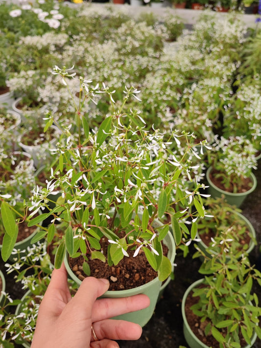 Euphorbia - ValmaflorValmaflorValmaflorEuphorbia - ValmaflorValmaflorValmaflorEuphorbia14 cm