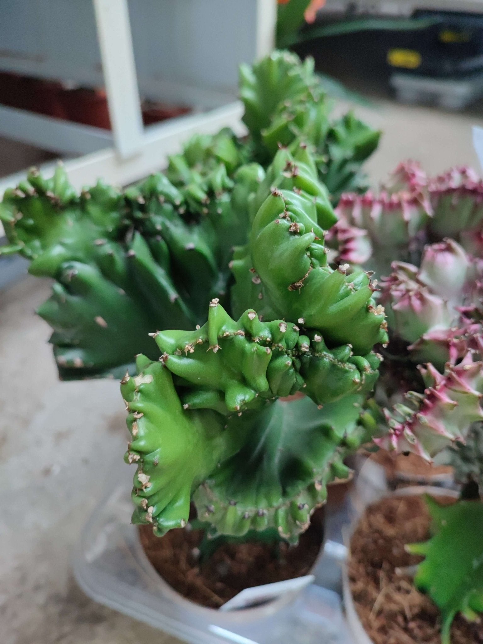 Euphorbia cristata - ValmaflorValmaflorValmaflorEuphorbia cristata - ValmaflorVerdeEuphorbia