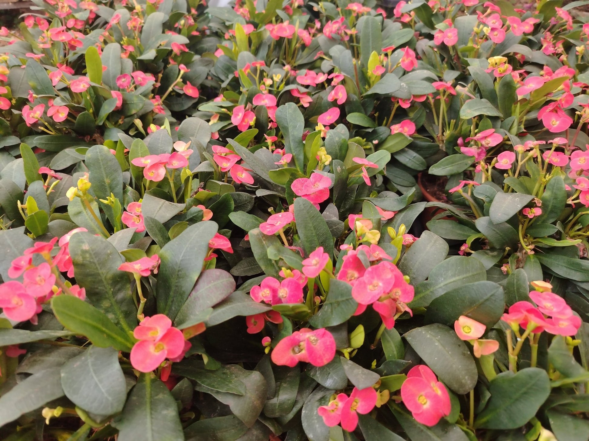 Euphorbia milly - ValmaflorEuphorbia millyValmaflorValmaflorEuphorbia milly15 cm