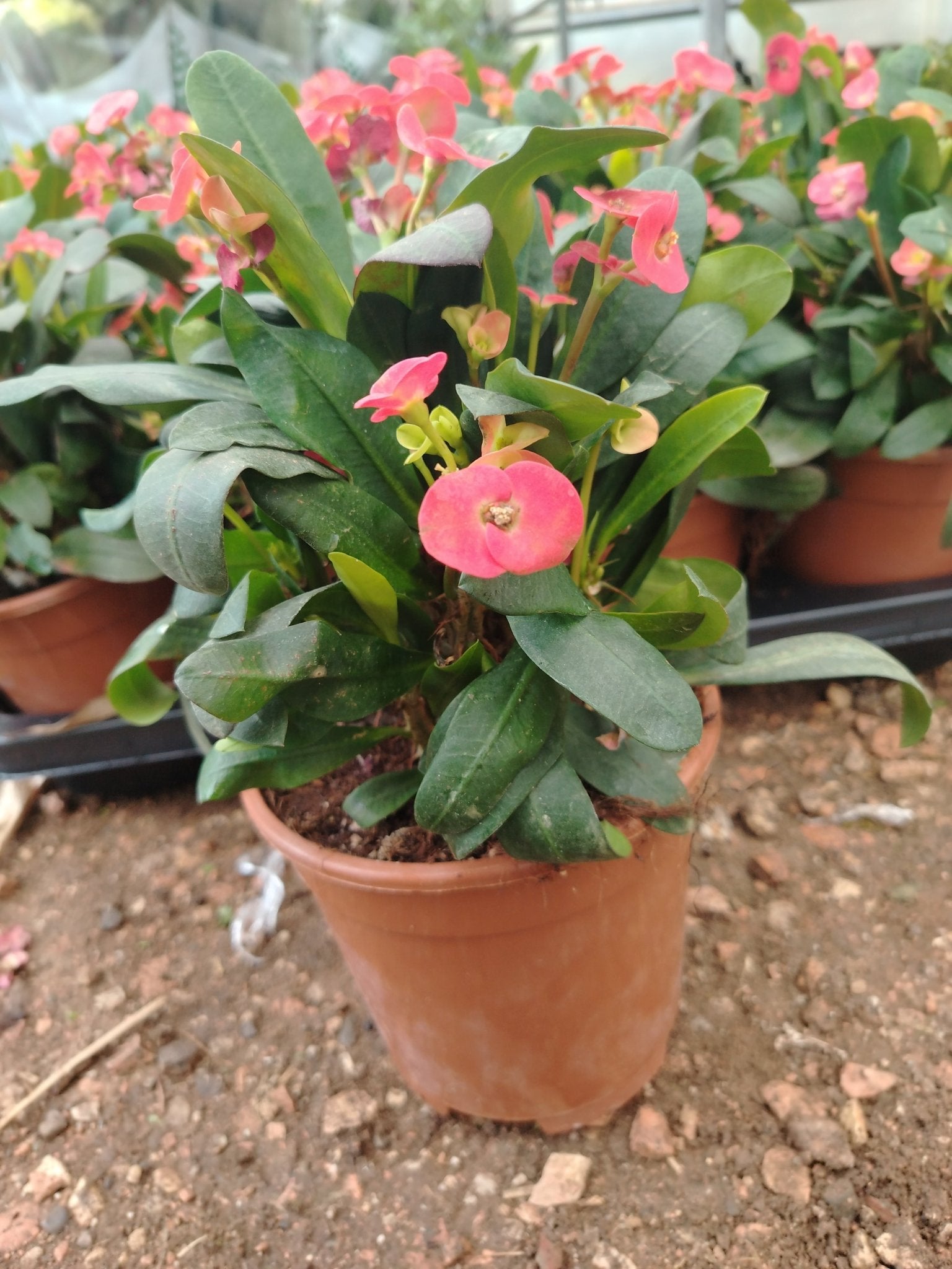 Euphorbia milly - ValmaflorEuphorbia millyValmaflorValmaflorEuphorbia milly15 cm