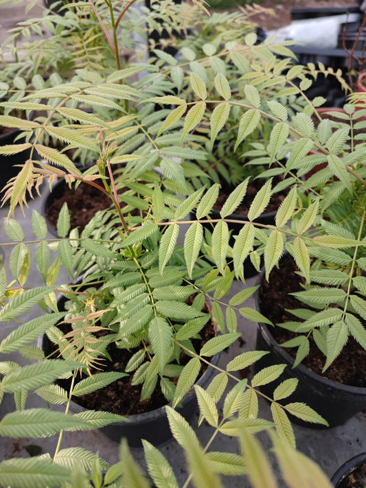 Falsa spirea - ValmaflorValmaflorValmaflorAlbizia - Valmaflor
