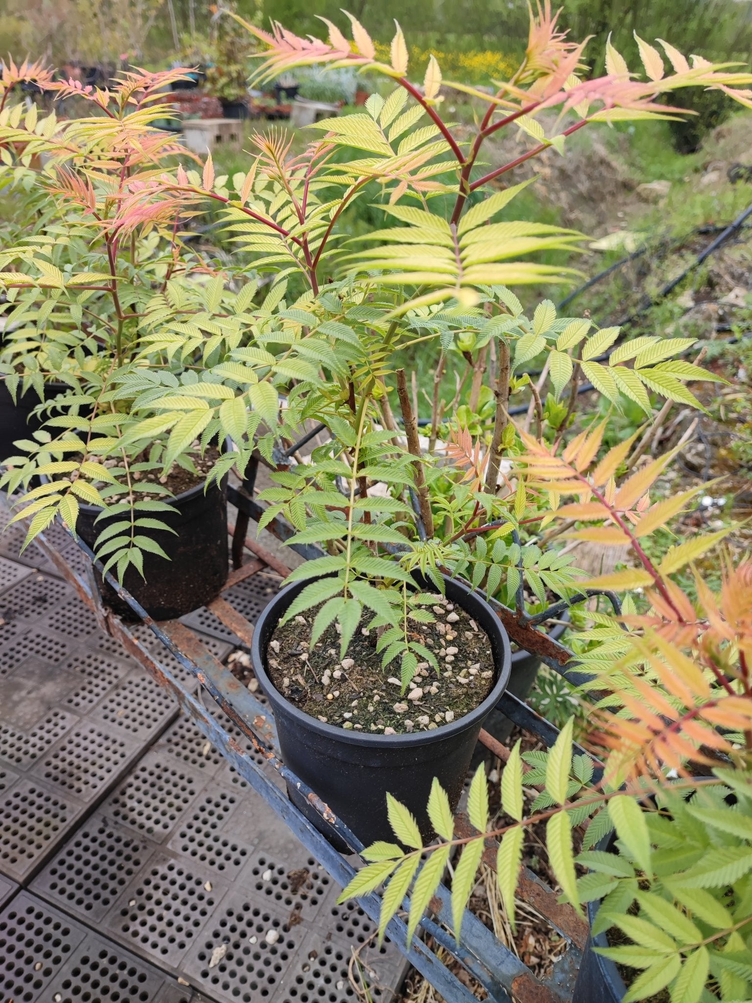 Falsa spirea - ValmaflorValmaflorValmaflorFalsa spirea