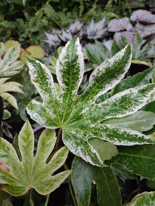 Fatsia spider - ValmaflorValmaflorValmaflorFatsia spider web - ValmaflorValmaflorValmaflorFatsia spider web14 cm