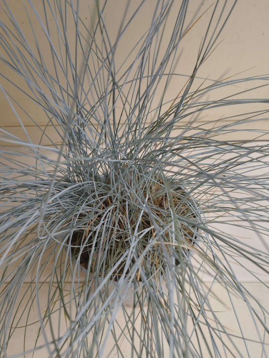 Festuca - ValmaflorValmaflorValmaflorFestuca - Valmaflor14 cm