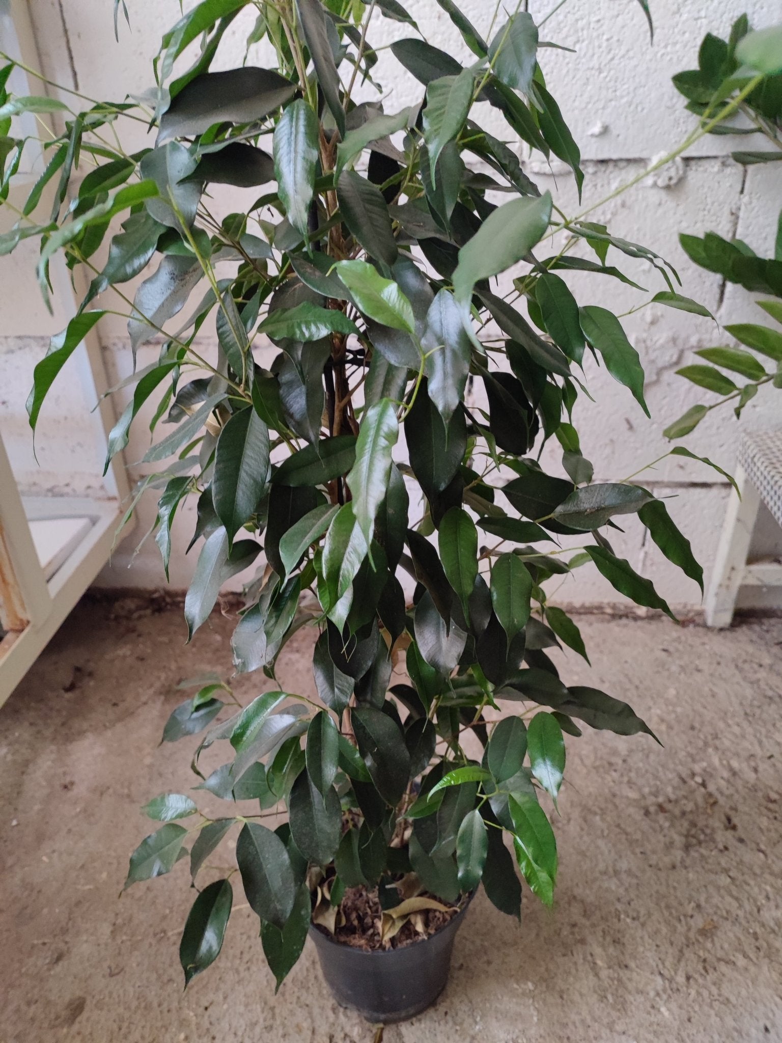 Ficus Benjamin - Valmaflor#ValmaflorValmaflorFicus Benjamin - ValmaflorFicus Benjamin