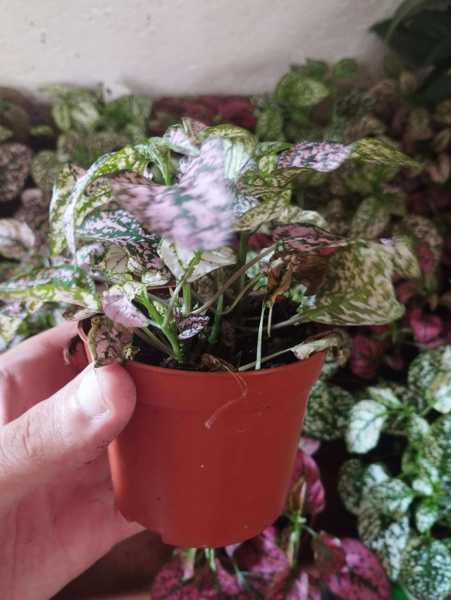 Fittonia - Valmaflor