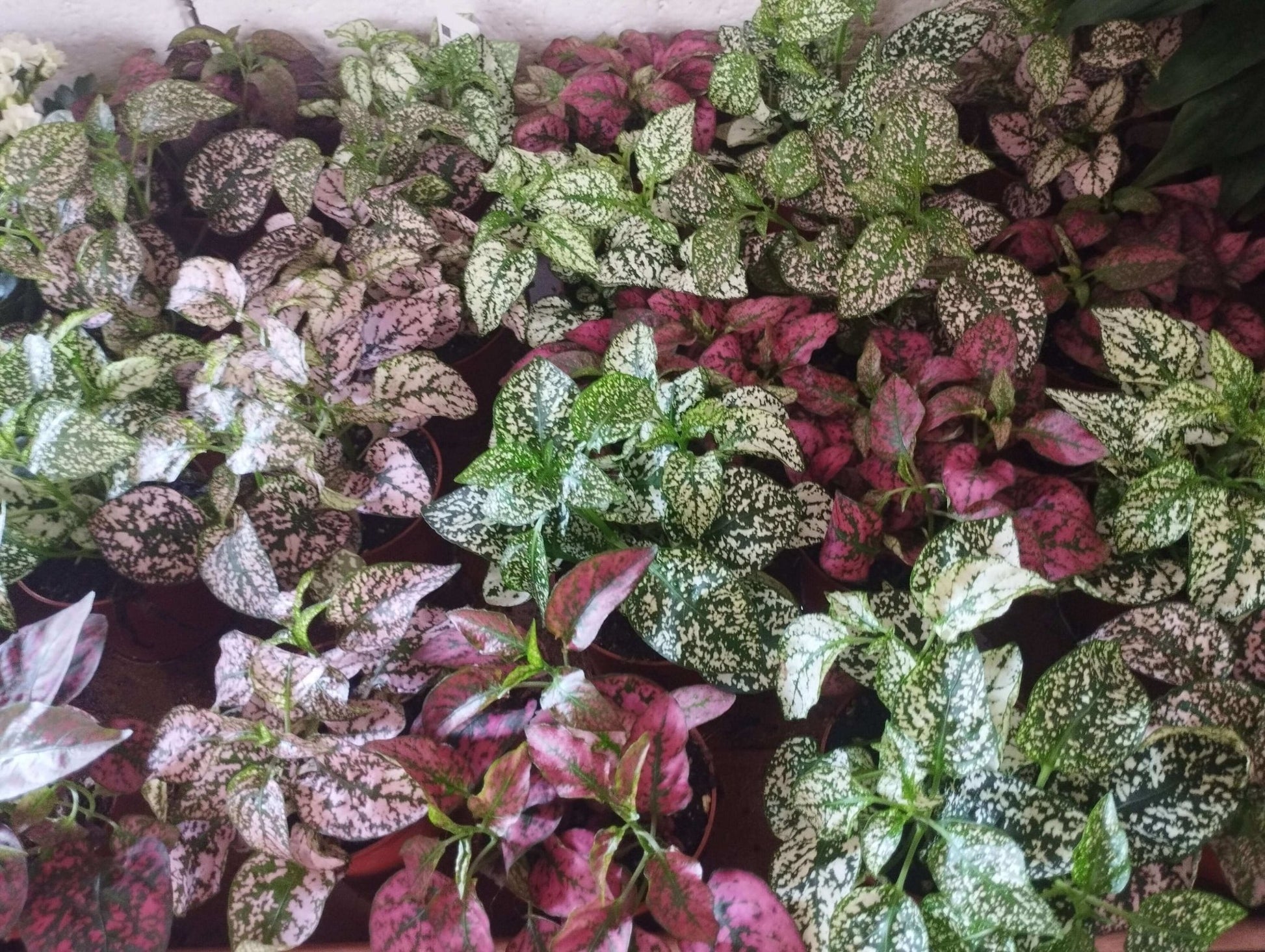 Fittonia - ValmaflorFittoniaValmaflorValmaflorFittonia - Valmaflor4634343434534Variante 1