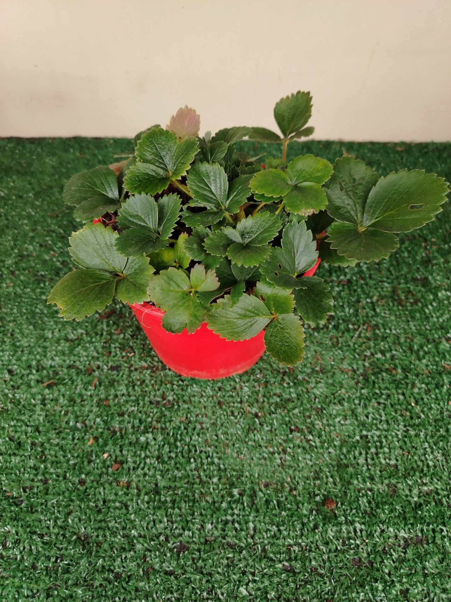 Fragola rifiorente - Valmaflor#ValmaflorValmaflorFragola rifiorente