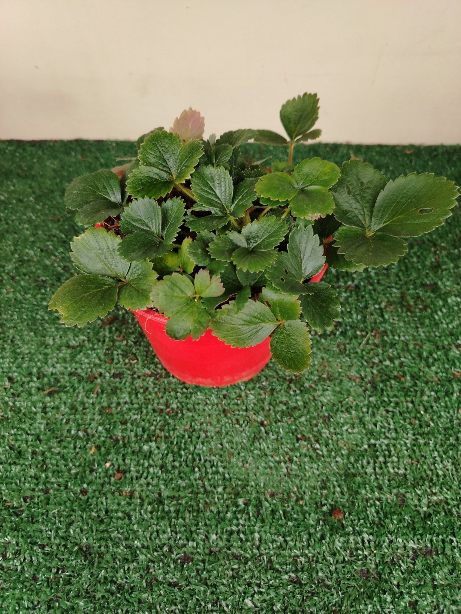 Fragola rifiorente - Valmaflor#ValmaflorValmaflorFragola rifiorente