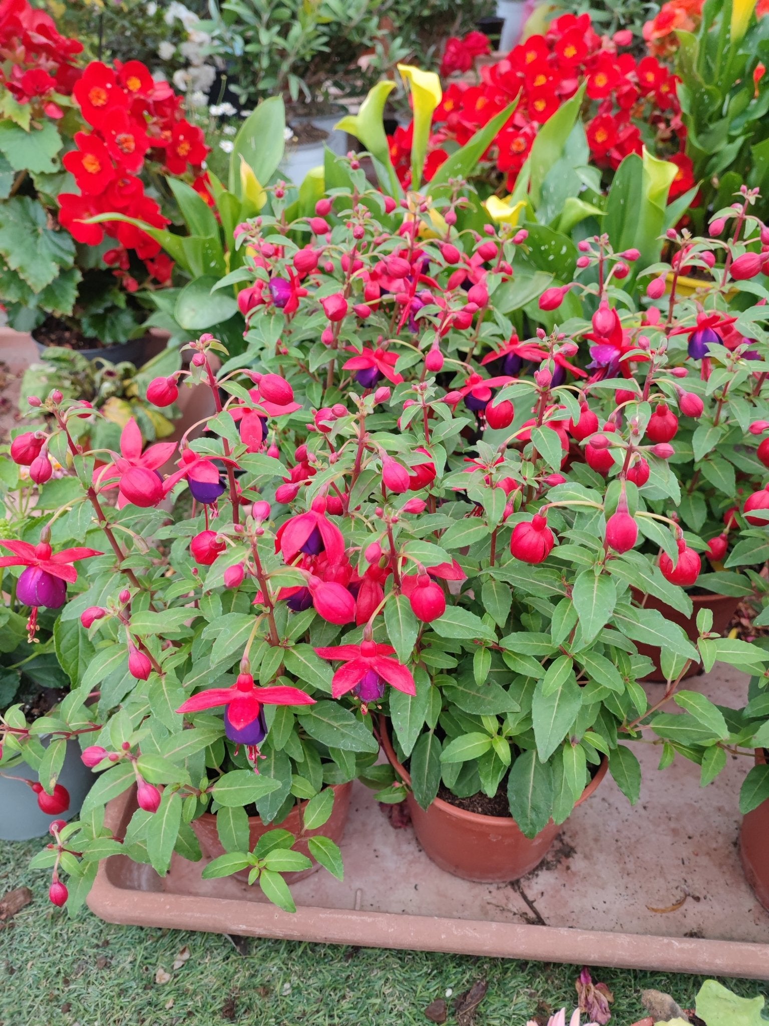Fuchsia - ValmaflorValmaflorValmaflorFuchsia14 cm