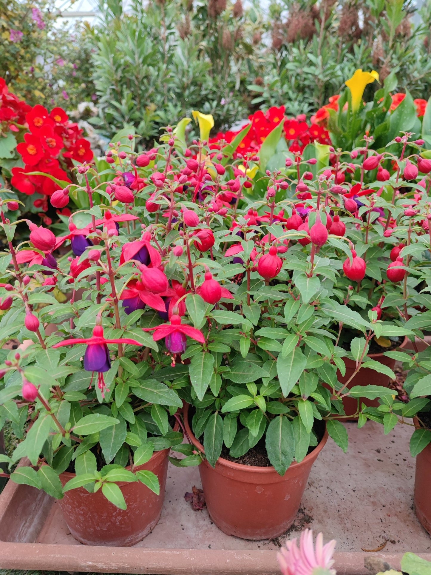 Fuchsia - ValmaflorValmaflorValmaflorFuchsia14 cm