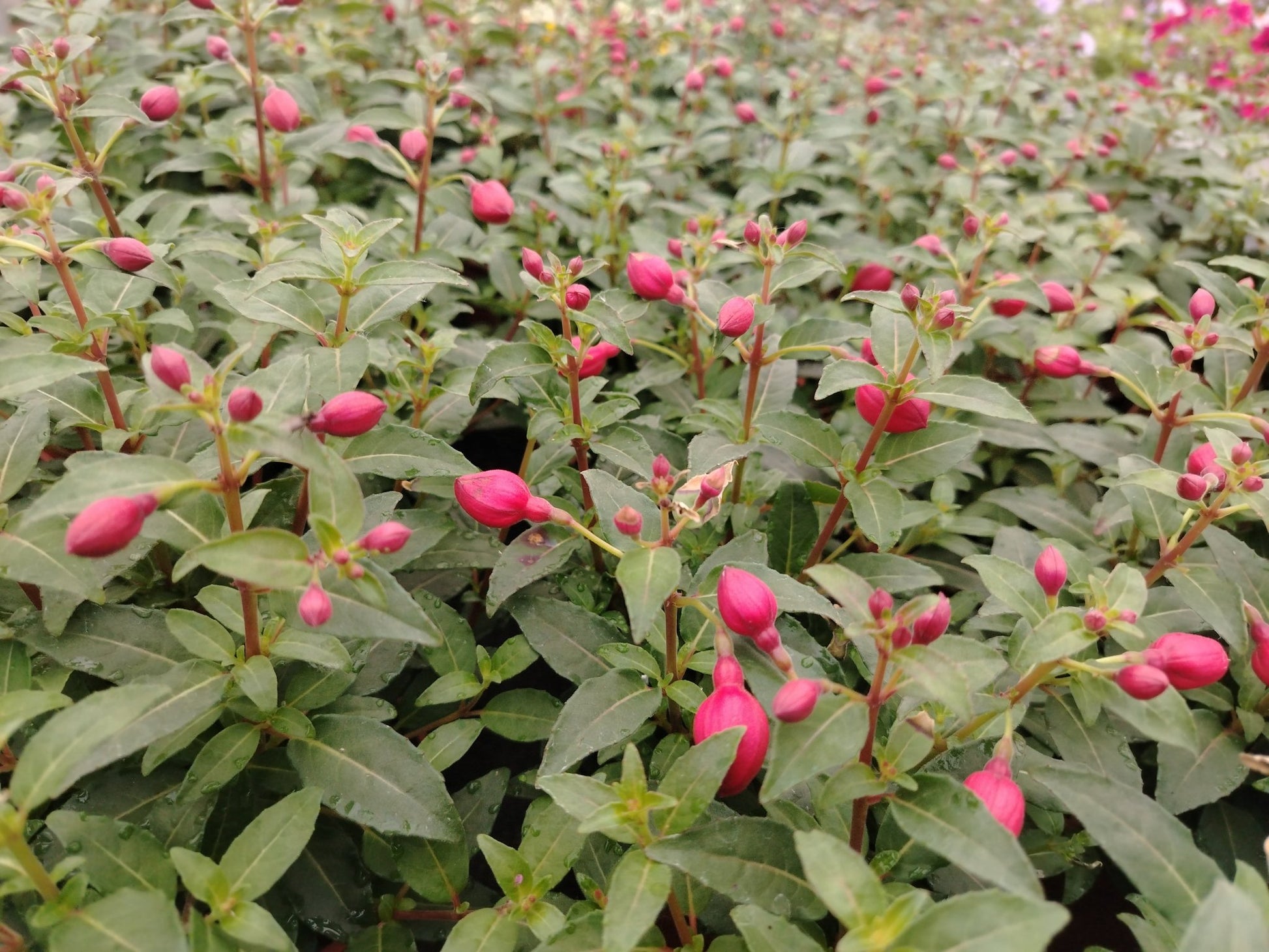 Fuchsia - Valmaflor#ValmaflorValmaflorFuchsia15