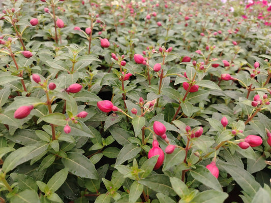 Fuchsia - Valmaflor#ValmaflorValmaflorFuchsia15