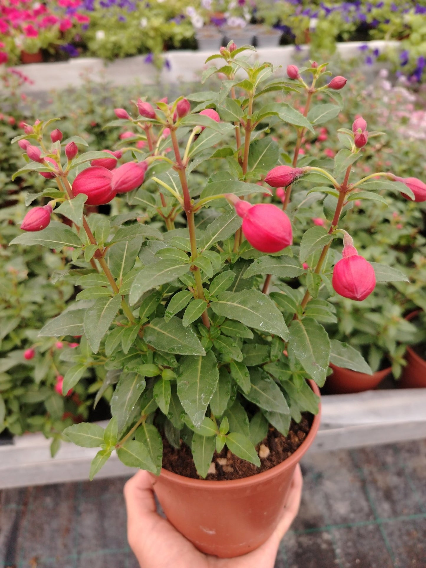 Fuchsia - Valmaflor#ValmaflorValmaflorFuchsia15