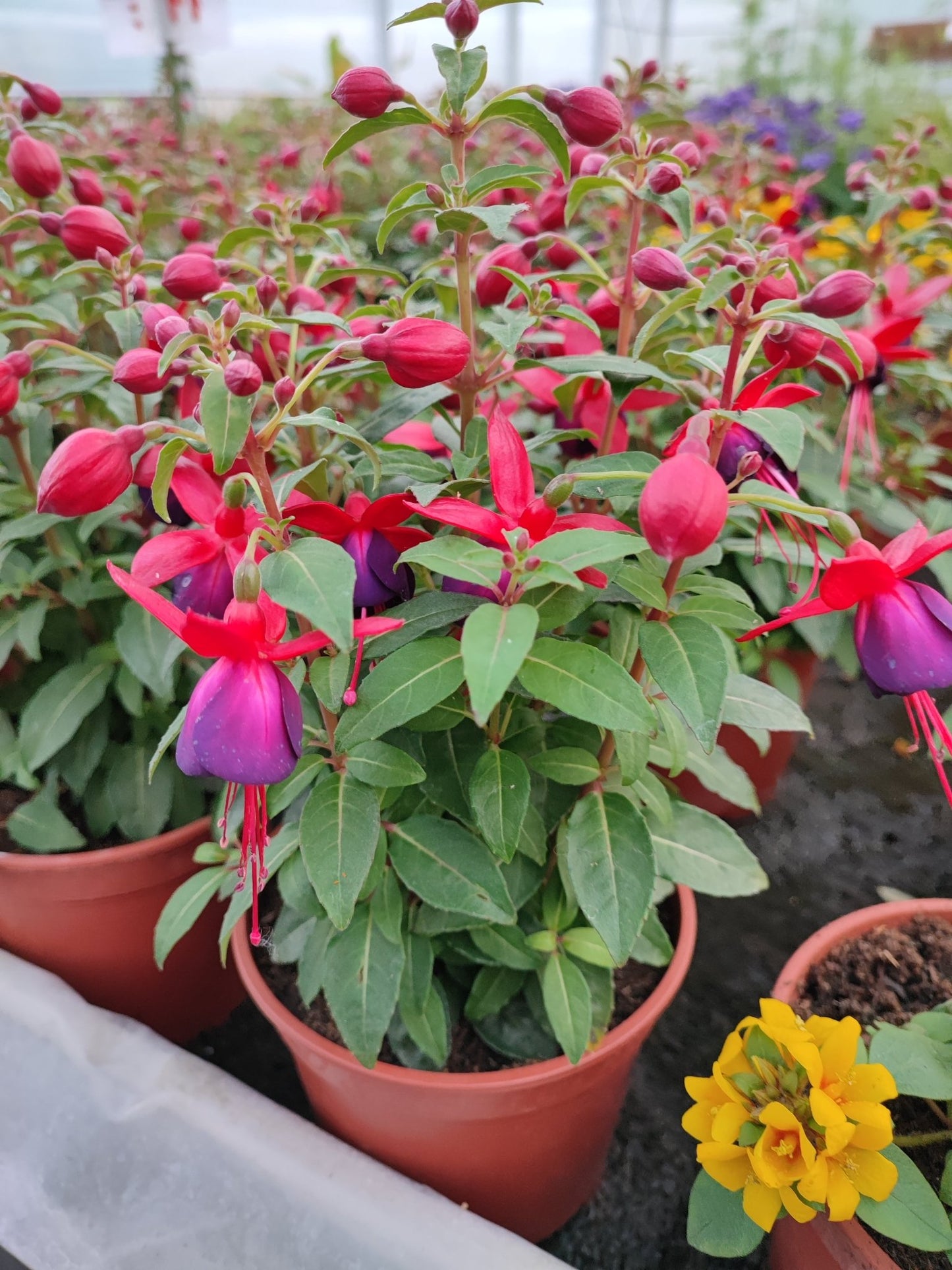 Fuchsia - ValmaflorValmaflorValmaflorFuchsia14 cm