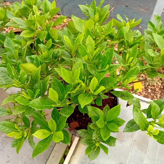 Gardenia jasminoides - ValmaflorValmaflorValmaflorGardenia - Valmaflor