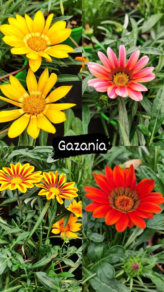 Gazania - ValmaflorValmaflorValmaflorGazaniaArancione