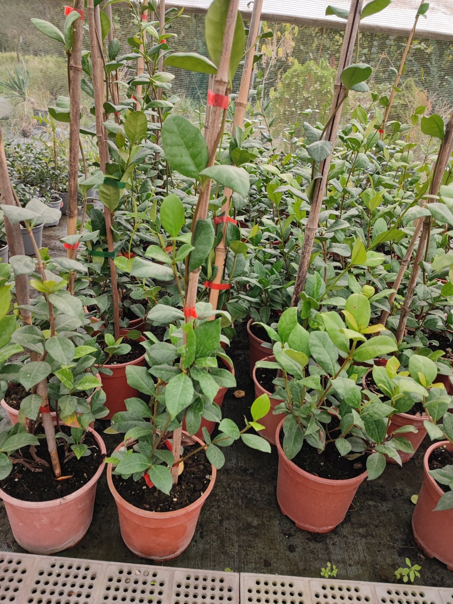 Gelsomino - ValmaflorValmaflorValmaflorGelsomino