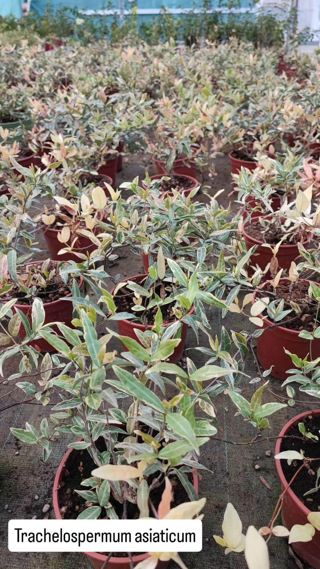 Gelsomino asiaticum tricolor - Valmaflor