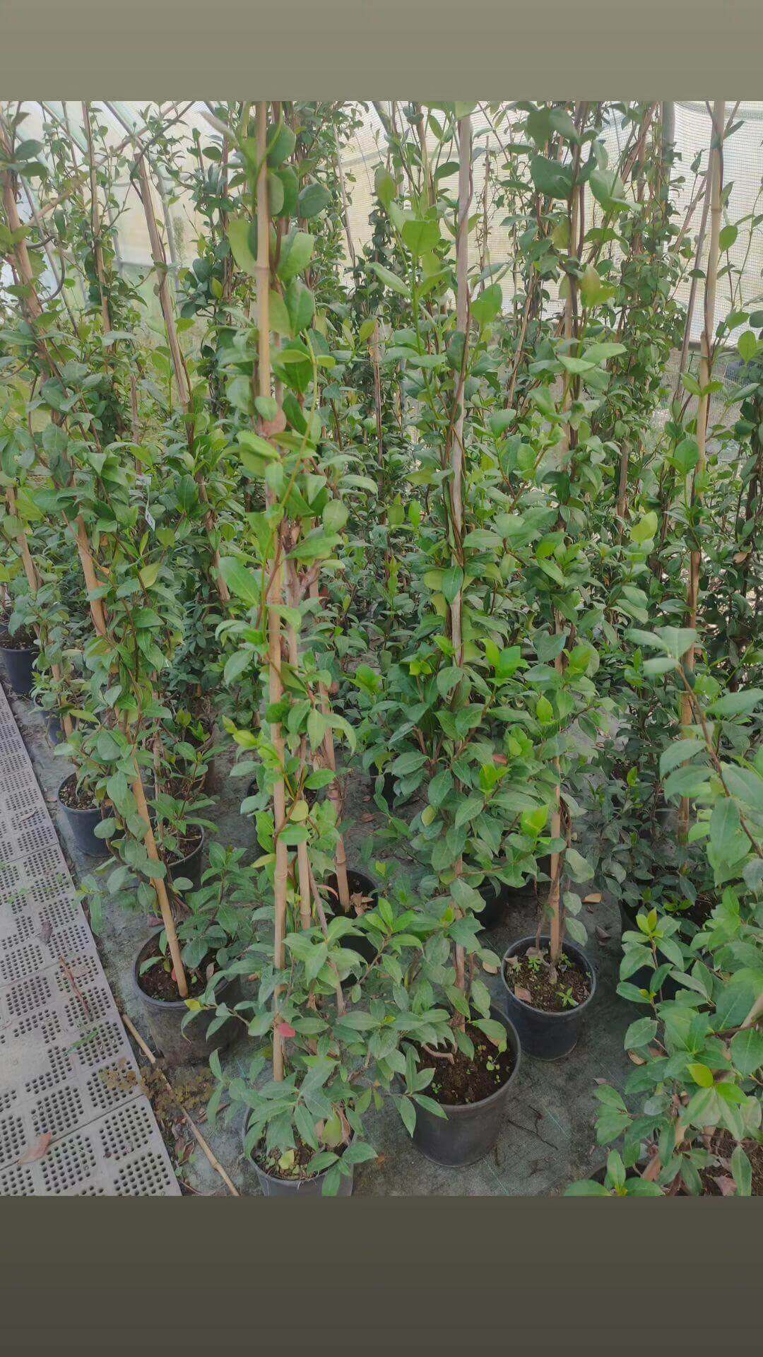 Gelsomino (Trachelospermum Jasminoides) - ValmaflorGelsomino (Trachelospermum Jasminoides)ValmaflorValmaflorGelsomino (Trachelospermum Jasminoides) - Valmaflor22 cm200 cmfalso gelsominoPianta perenne