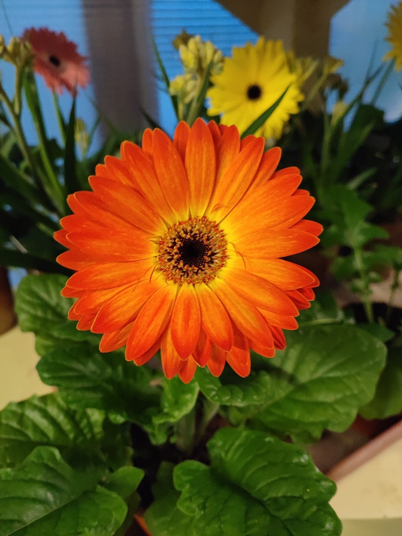 Gerbera - ValmaflorValmaflorValmaflorGerbera - ValmaflorValmaflorValmaflorGerbera