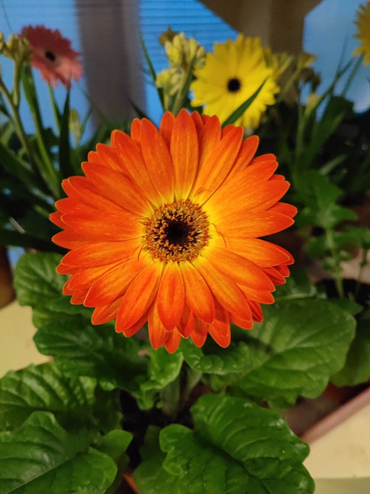 Gerbera - ValmaflorValmaflorValmaflorGerbera - ValmaflorValmaflorValmaflorGerbera