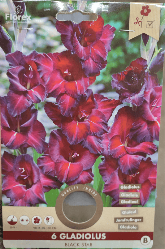 Gladiolo black star - ValmaflorValmaflorValmaflorGladiolo black star - ValmaflorValmaflorValmaflorGladiolo black star