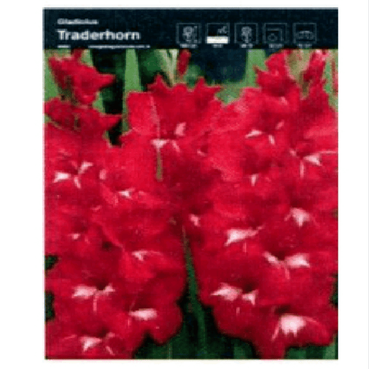 Gladiolo tradehorn - ValmaflorValmaflorValmaflorGladiolo tradehorn - ValmaflorValmaflorValmaflorGladiolo tradehornSingolo bulboSingolo bulbo
