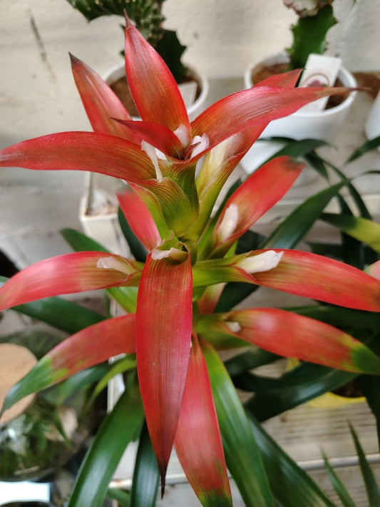 Guzmania wittmackii - ValmaflorValmaflorValmaflorGuzmania wittmackii - ValmaflorValmaflorValmaflorGuzmania wittmackii