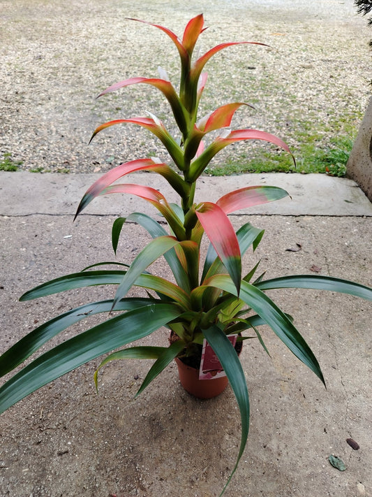 Guzmania wittmackii - ValmaflorValmaflorValmaflorGuzmania wittmackii - ValmaflorValmaflorValmaflorGuzmania wittmackii