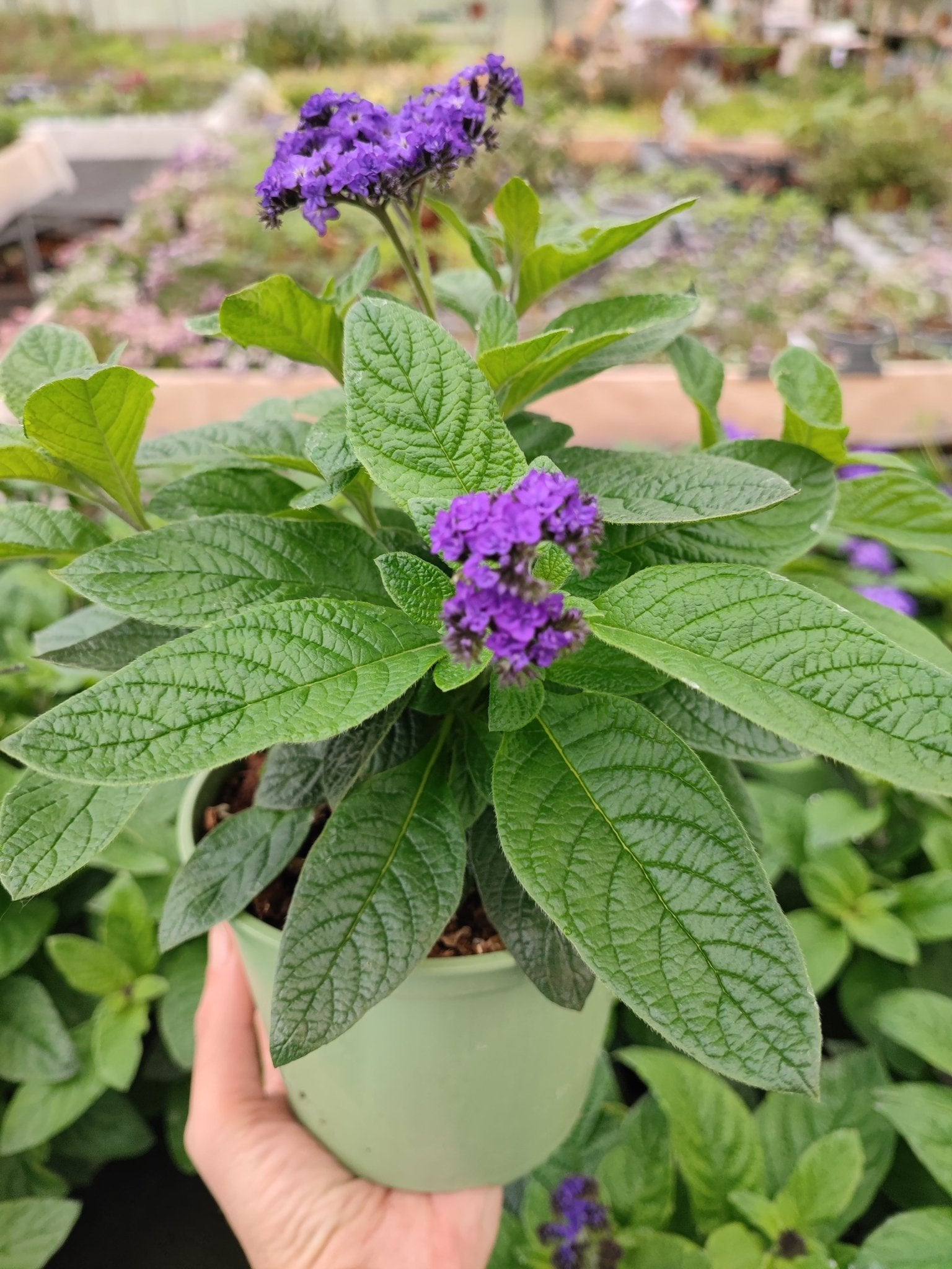 Heliotropium Arborescens - ValmaflorValmaflorValmaflorHeliotropium Arborescens - ValmaflorValmaflorValmaflorHeliotropium Arborescens