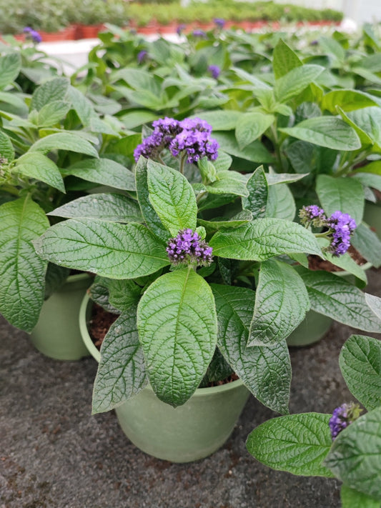 Heliotropium Arborescens - ValmaflorValmaflorValmaflorHeliotropium Arborescens - ValmaflorValmaflorValmaflorHeliotropium Arborescens